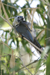 White-throated Magpie-Jay    Calocitta formosa